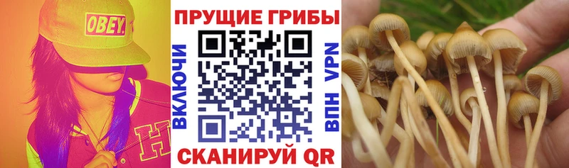 mega как войти Перевоз Галлюциногенные грибы прущие грибы